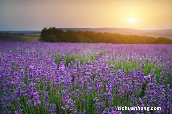 薰衣草花期在几月份，薰衣草一年四季开花吗