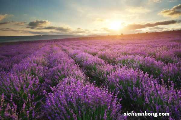 薰衣草花期在几月份，薰衣草一年四季开花吗