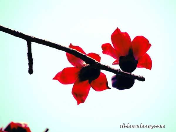 木棉树的养殖方法和注意事项