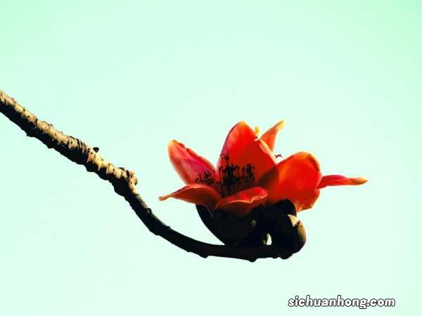 木棉树的养殖方法和注意事项