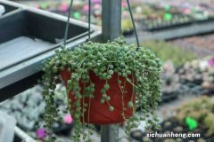 佛珠的养殖方法和注意事项