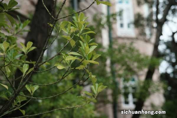 冬青树的养殖方法和注意事项