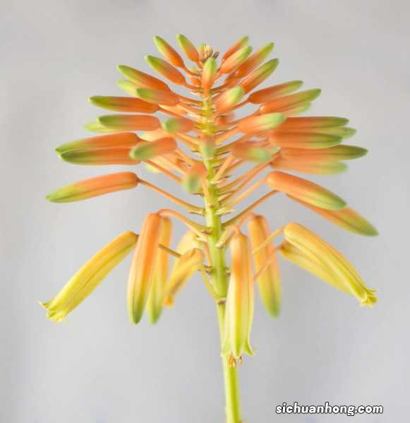 新鲜芦荟涂脸正确方法