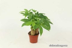 怎么给发财树施肥，施肥太多叶都干了怎么办