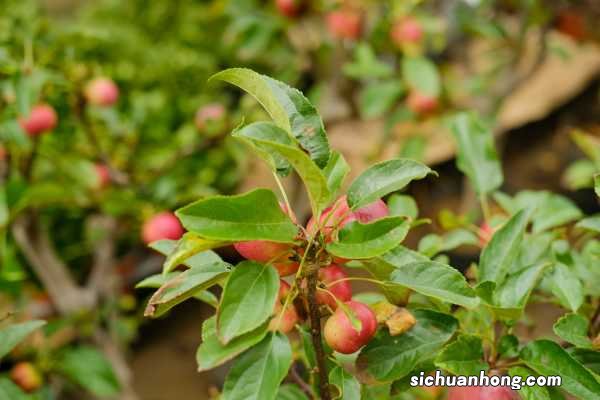 竹节秋海棠的养殖方法和注意事项