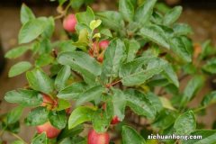 竹节秋海棠的养殖方法和注意事项