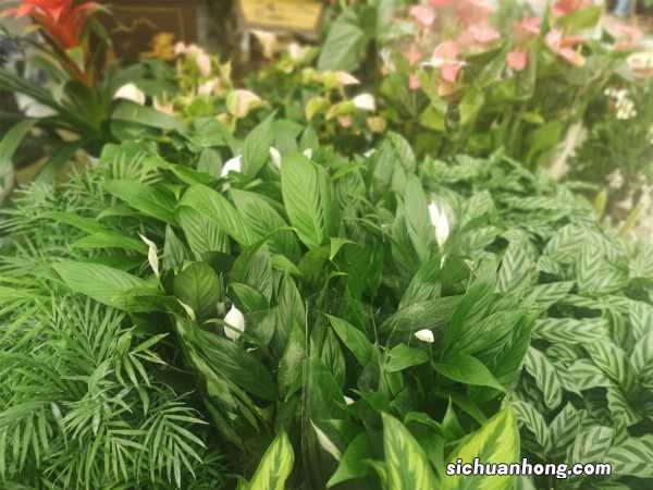 一帆风顺花适合放在哪里