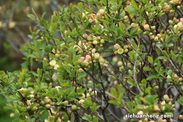 家里为什么不要养海棠