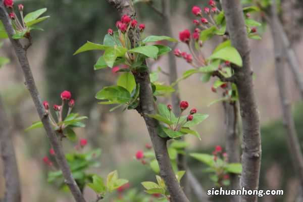 家里为什么不要养海棠