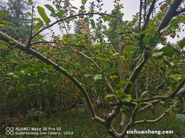 家里为什么不要养海棠