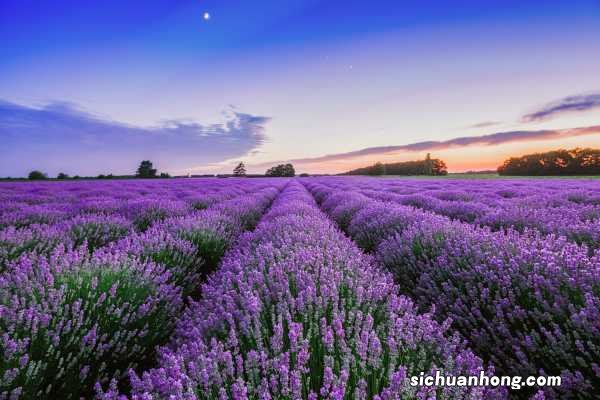 薰衣草如何过冬，薰衣草冬天怎么养