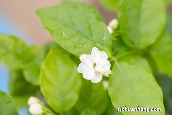 白色茉莉的花语是什么