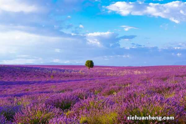 薰衣草扦插的种植方法，薰衣草扦插多久生根