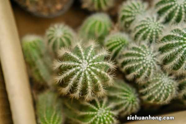 仙人球可以放在客厅吗