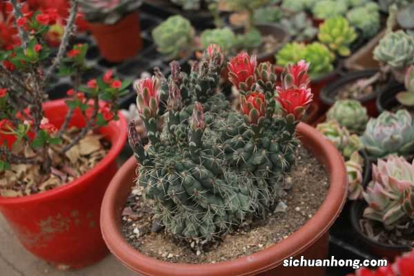 仙人球可以放在客厅吗