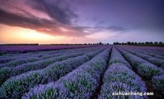 薰衣草什么时候施肥，薰衣草怎么施肥