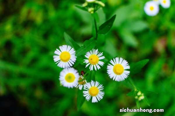 一年蓬的养殖方法和注意事项