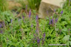 凤梨鼠尾草的养殖方法和注意事项