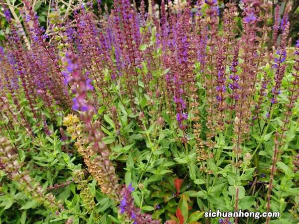 凤梨鼠尾草的养殖方法和注意事项