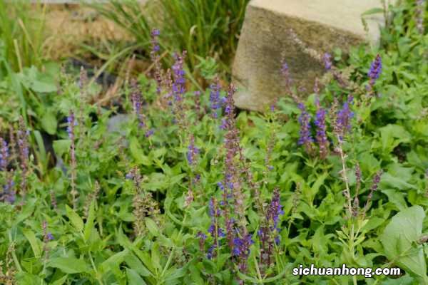 凤梨鼠尾草的养殖方法和注意事项