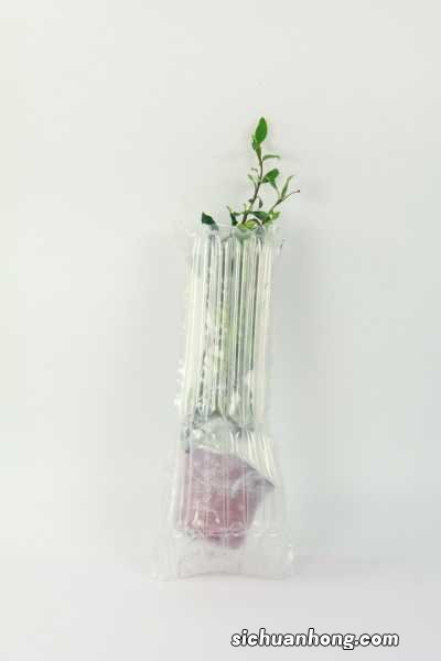 风车茉莉有毒吗