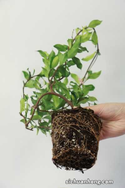 风车茉莉有毒吗