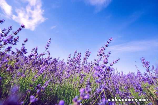 薰衣草繁殖方法,薰衣草一盆种几株