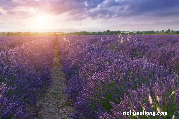 薰衣草浇水过多怎么办,薰衣草多久浇水一次