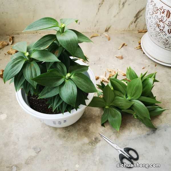 孕妇家里可以放百合花吗