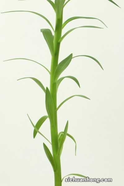 孕妇家里可以放百合花吗