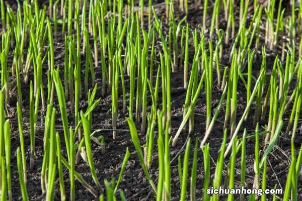 百合花放在家里哪个位置好