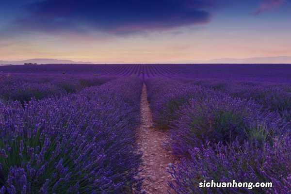 薰衣草什么时候开,薰衣草花期几天