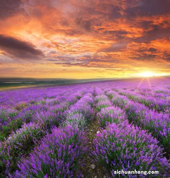 薰衣草如何种植，薰衣草的种植方法介绍