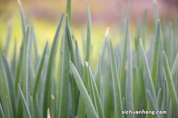 小葱的养殖方法和注意事项