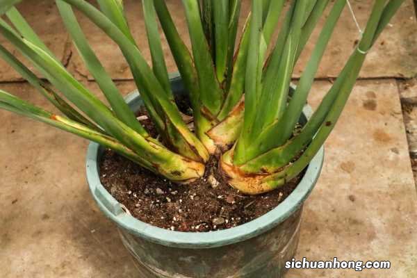 西兰花的养殖方法和注意事项