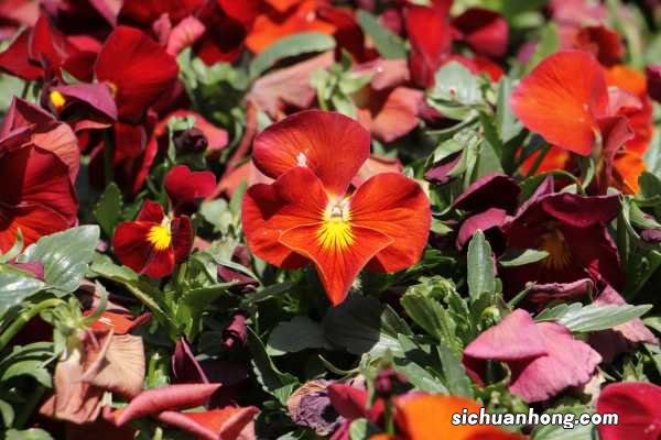 三色堇的花语是什么