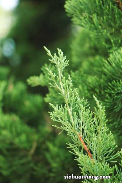 龙柏的养殖方法和注意事项