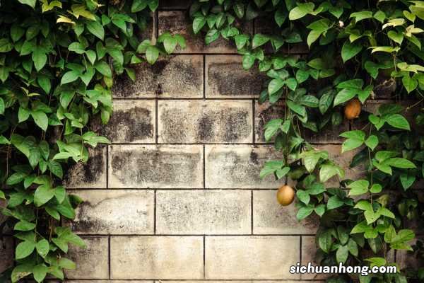 百香果怎么保存