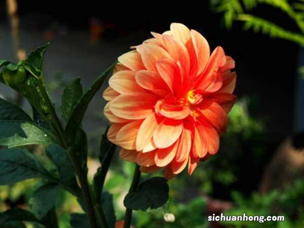 大丽花根茎能吃吗