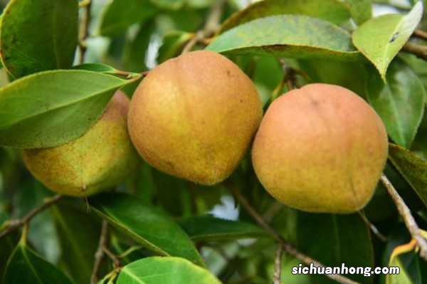 油茶的养殖方法和注意事项