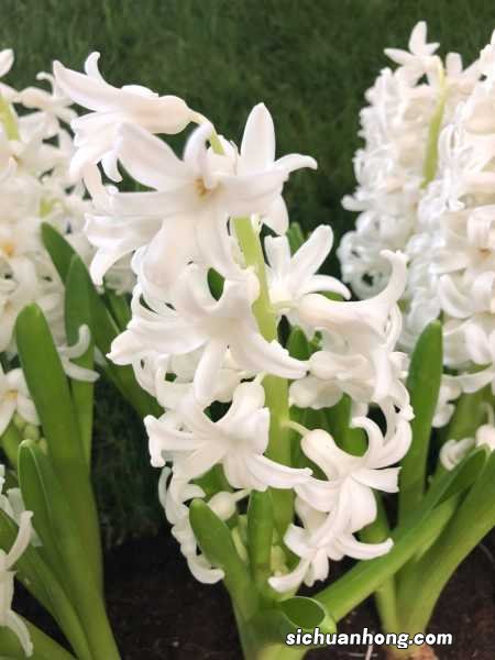 风信子一直不开花怎么办，风信子开花持续多长时间