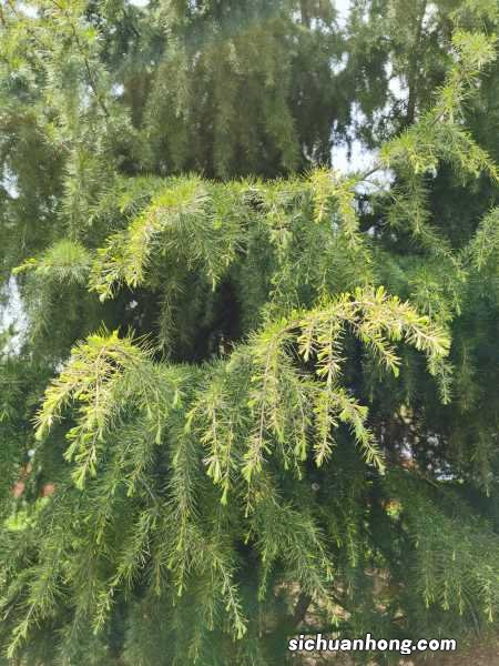 雪松盆景的养殖方法和注意事项