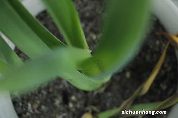 风信子花期如何养护,风信子的开花时间