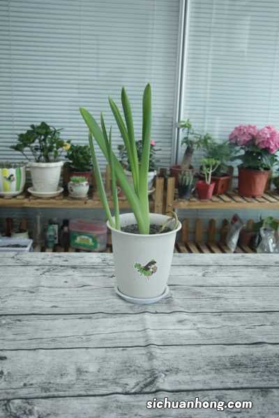 风信子花期如何养护,风信子的开花时间