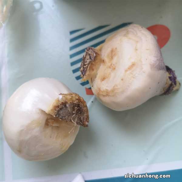 风信子花期如何养护,风信子的开花时间