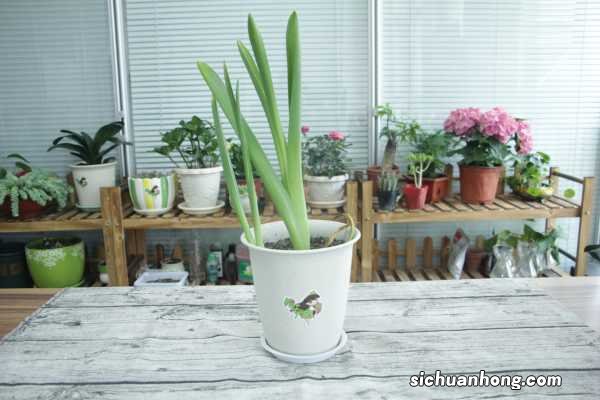 风信子可以水培吗,风信子水培如何养