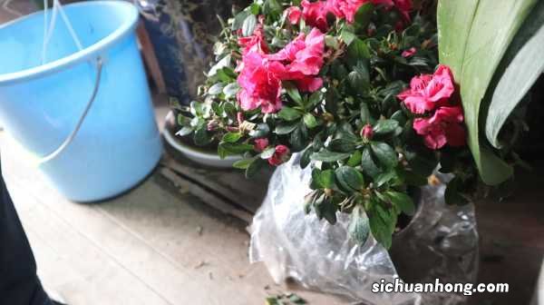 家里养杜鹃花好吗