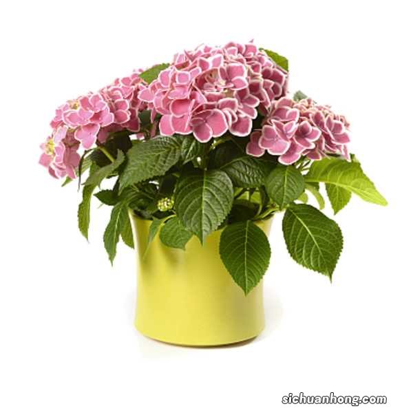 绣球花可以放在卧室吗