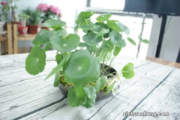 铜钱草放在什么位置好