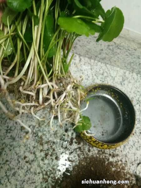 铜钱草放在什么位置好